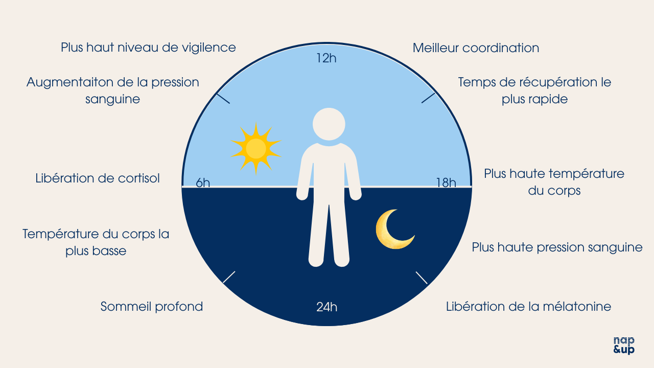 schéma cycle circadien nap&up sommeil