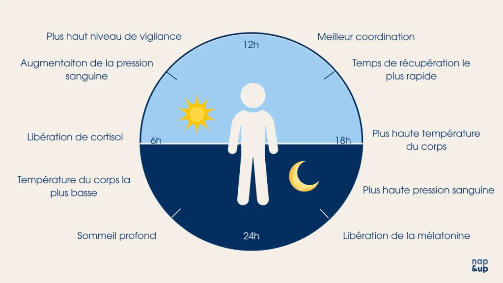 schéma cycle circadien sommeil